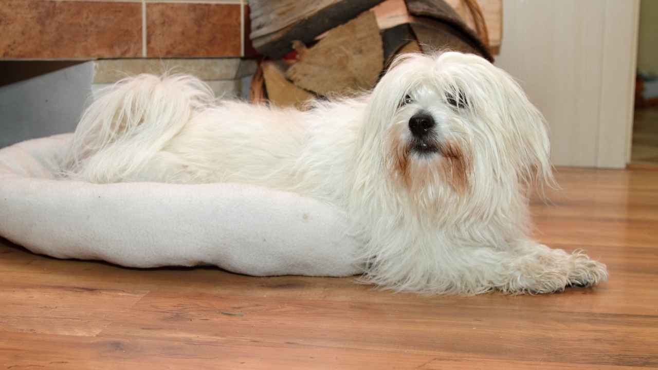 Coton de Tulear