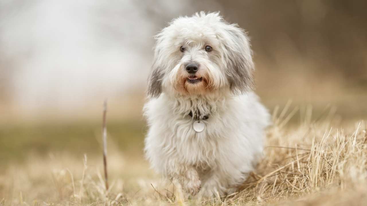 Coton de Tulear