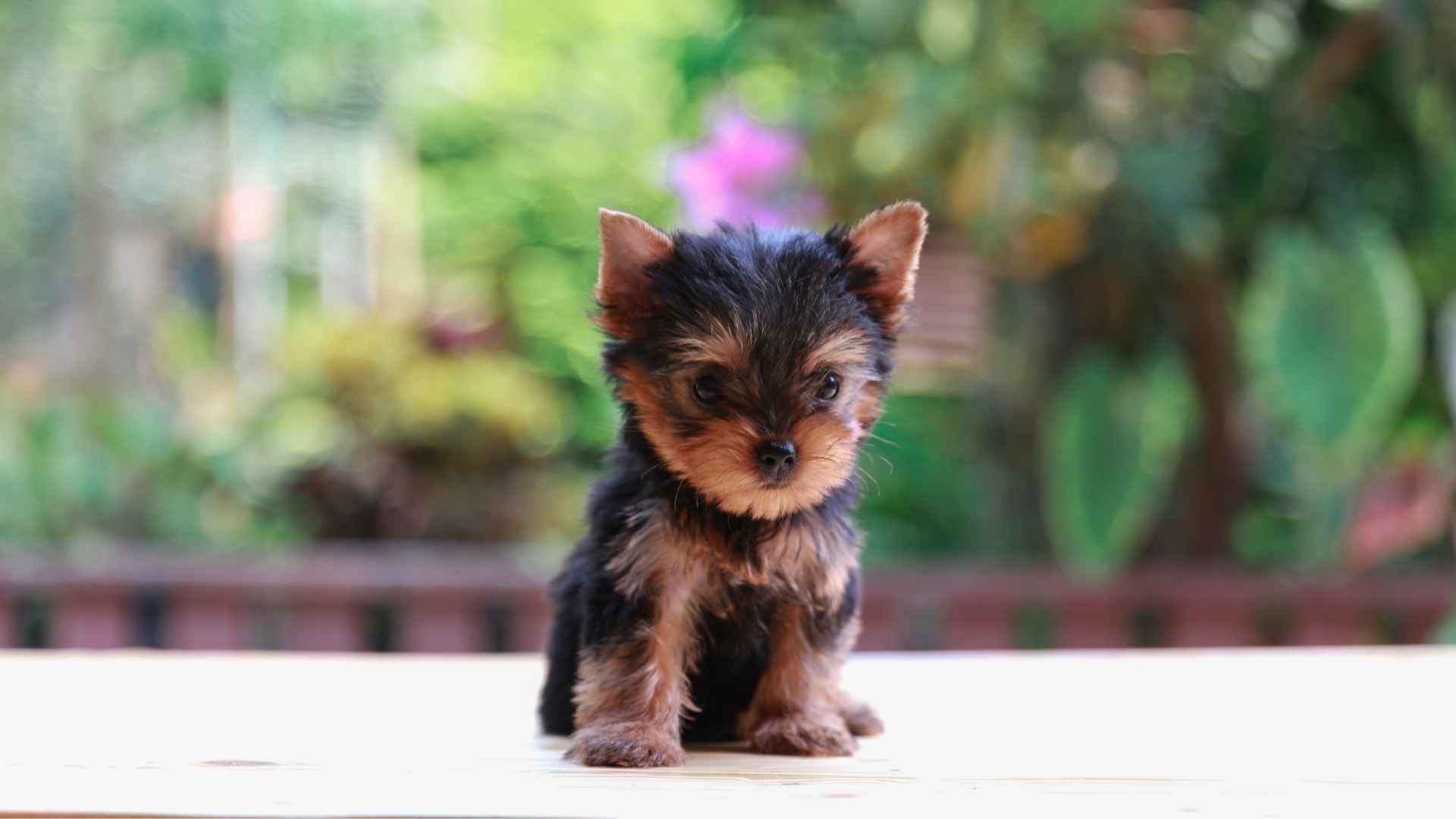 Cute Teacup Dog Breeds for Any Dog Lover