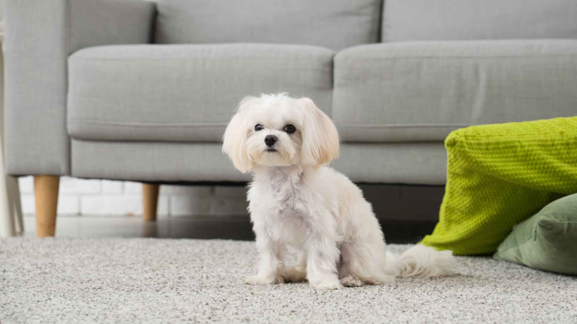 Cutest Hypoallergenic Dog Breeds