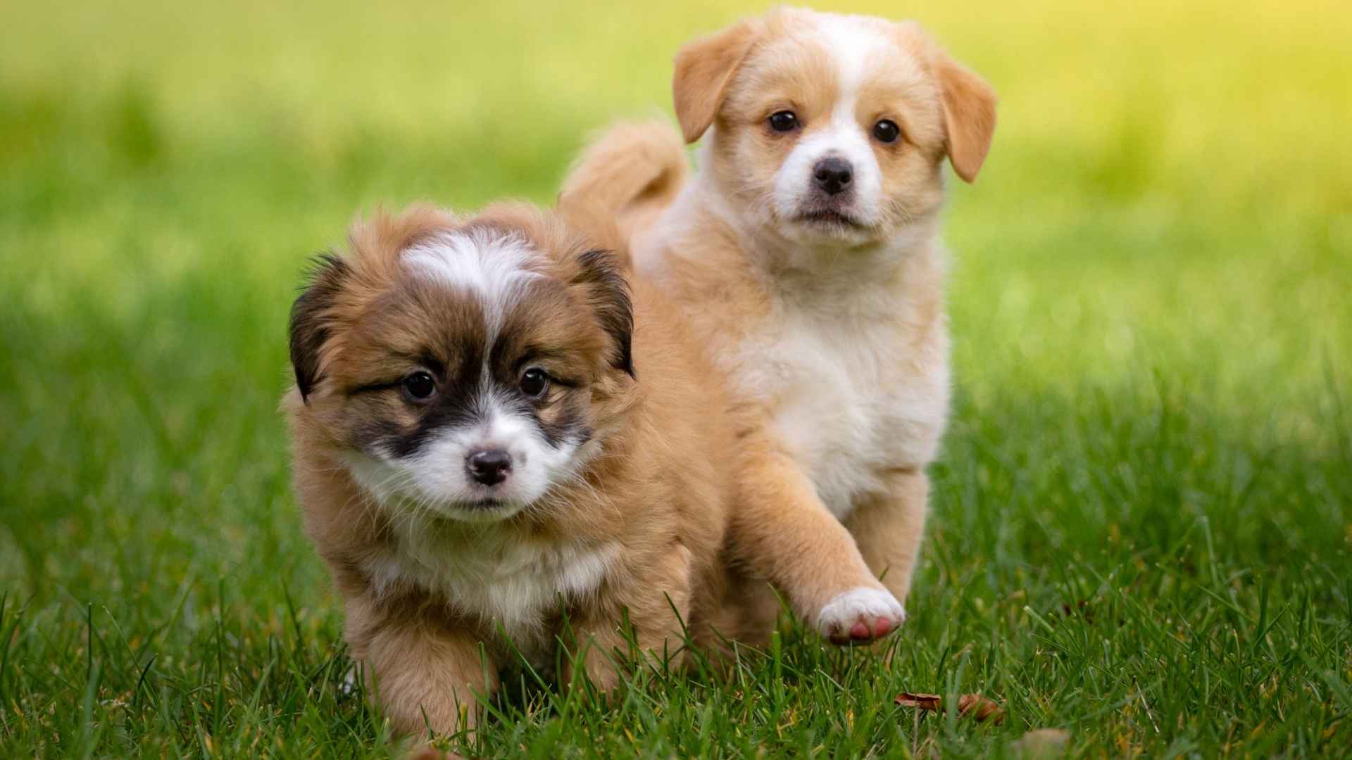 Cutest Puppies Dog Breeds