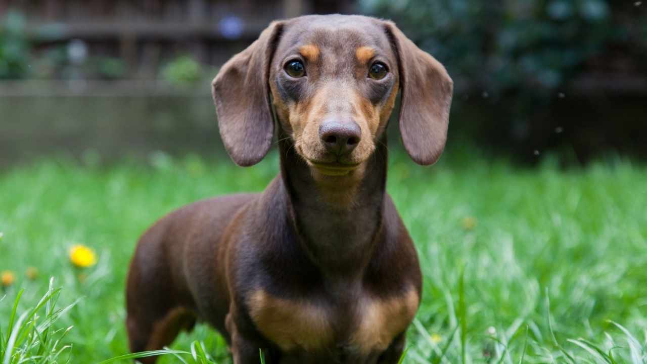 Dachshund