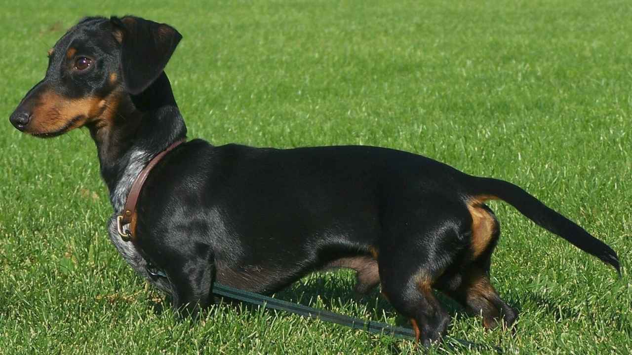 Dachshund