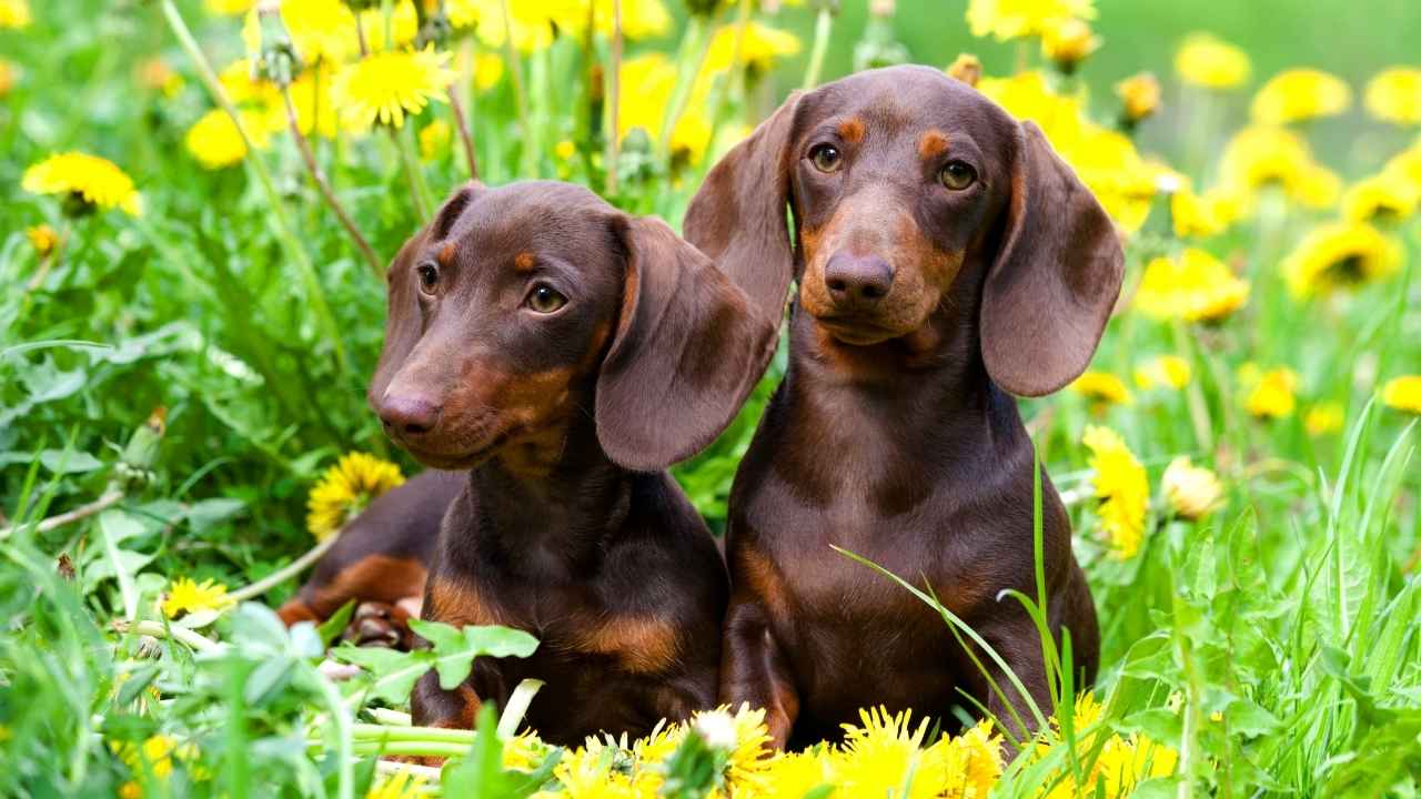 Dachshund