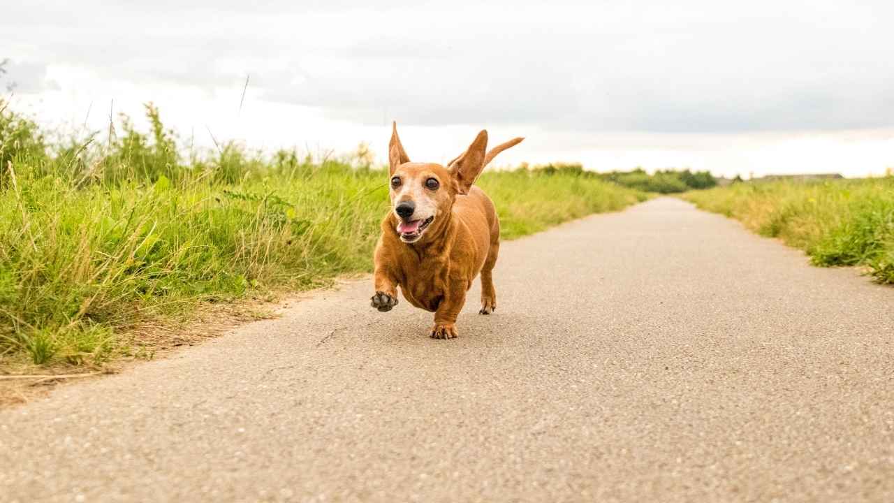 Dachshund