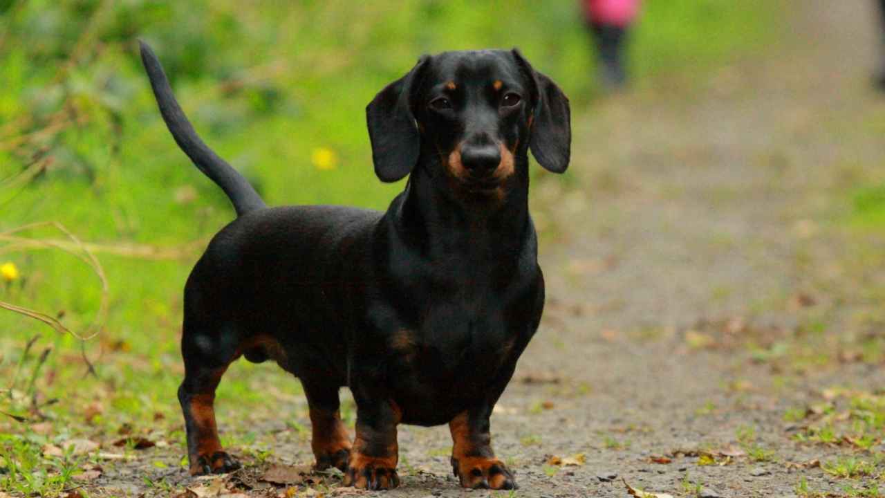 Dachshund