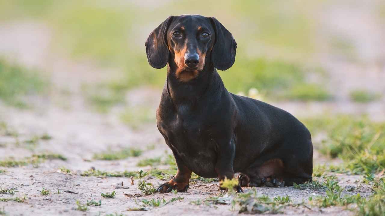 Dachshund