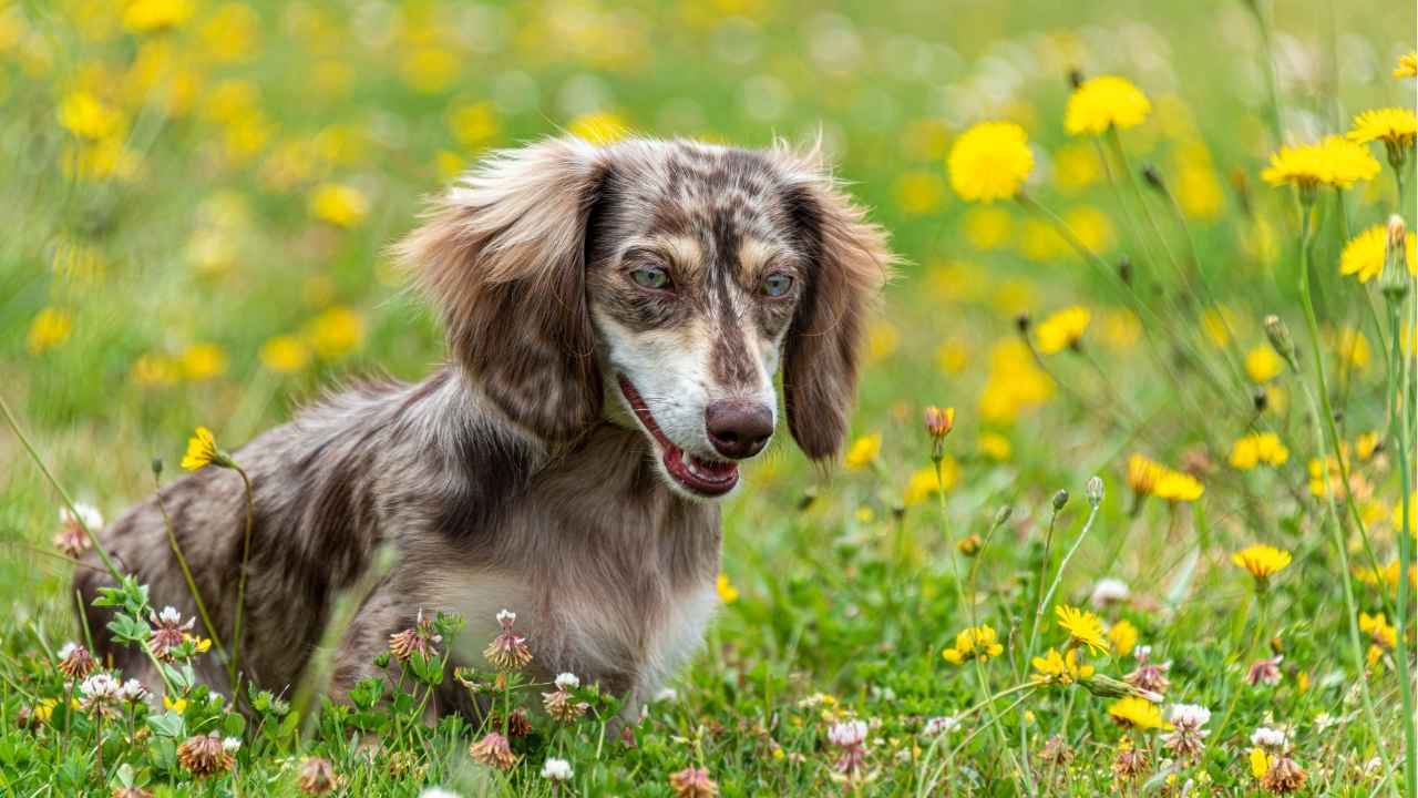 Dachshund