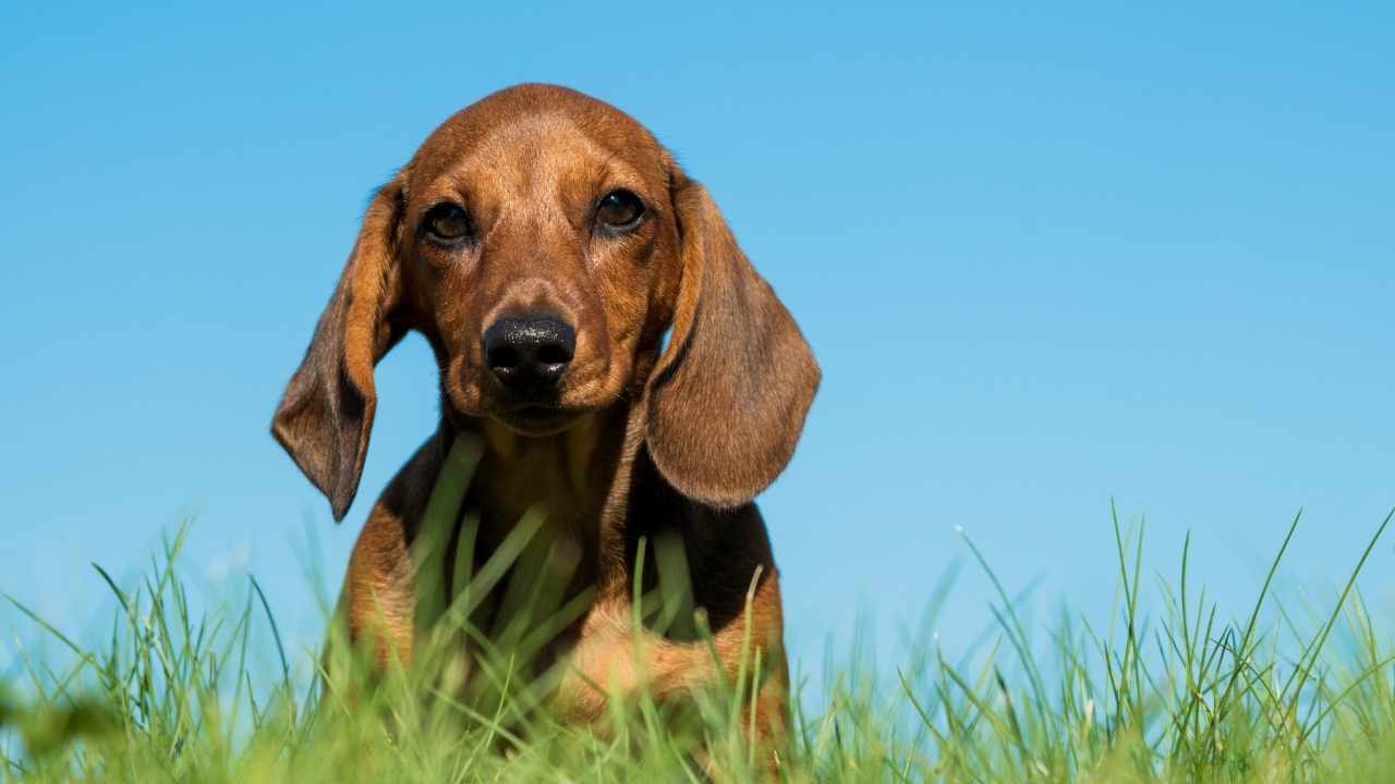 Dachshund