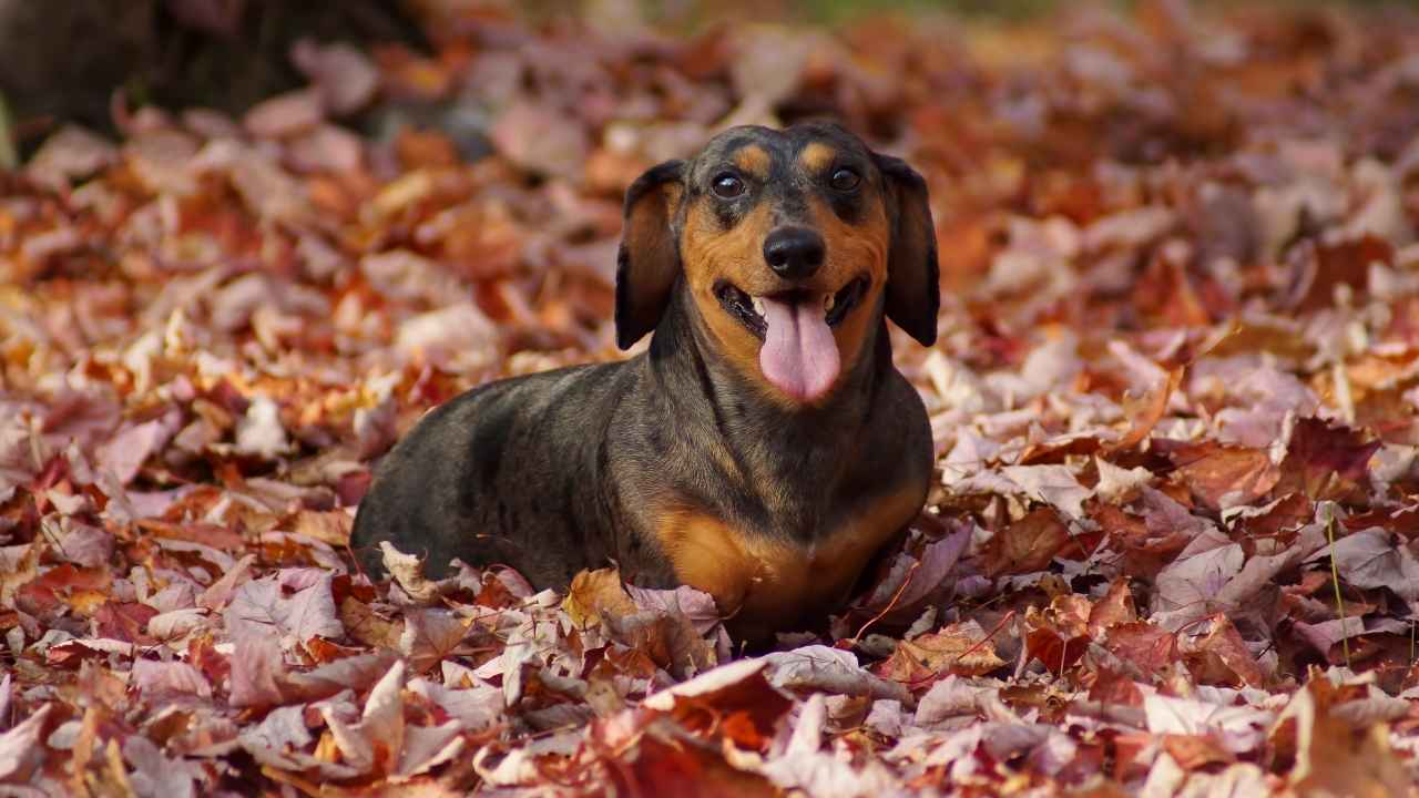 Dachshund