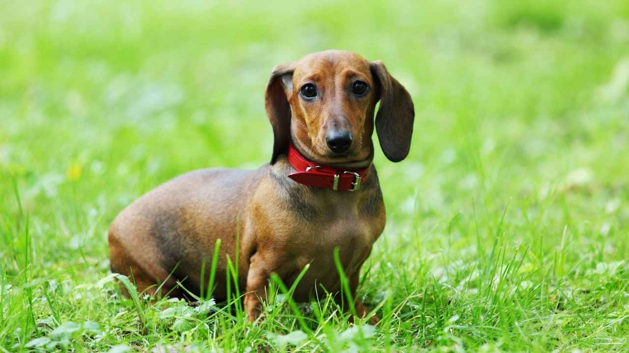 Dachshund