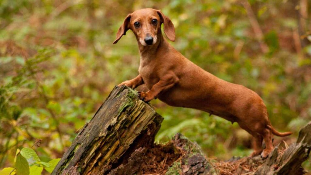 Standard Dachshund