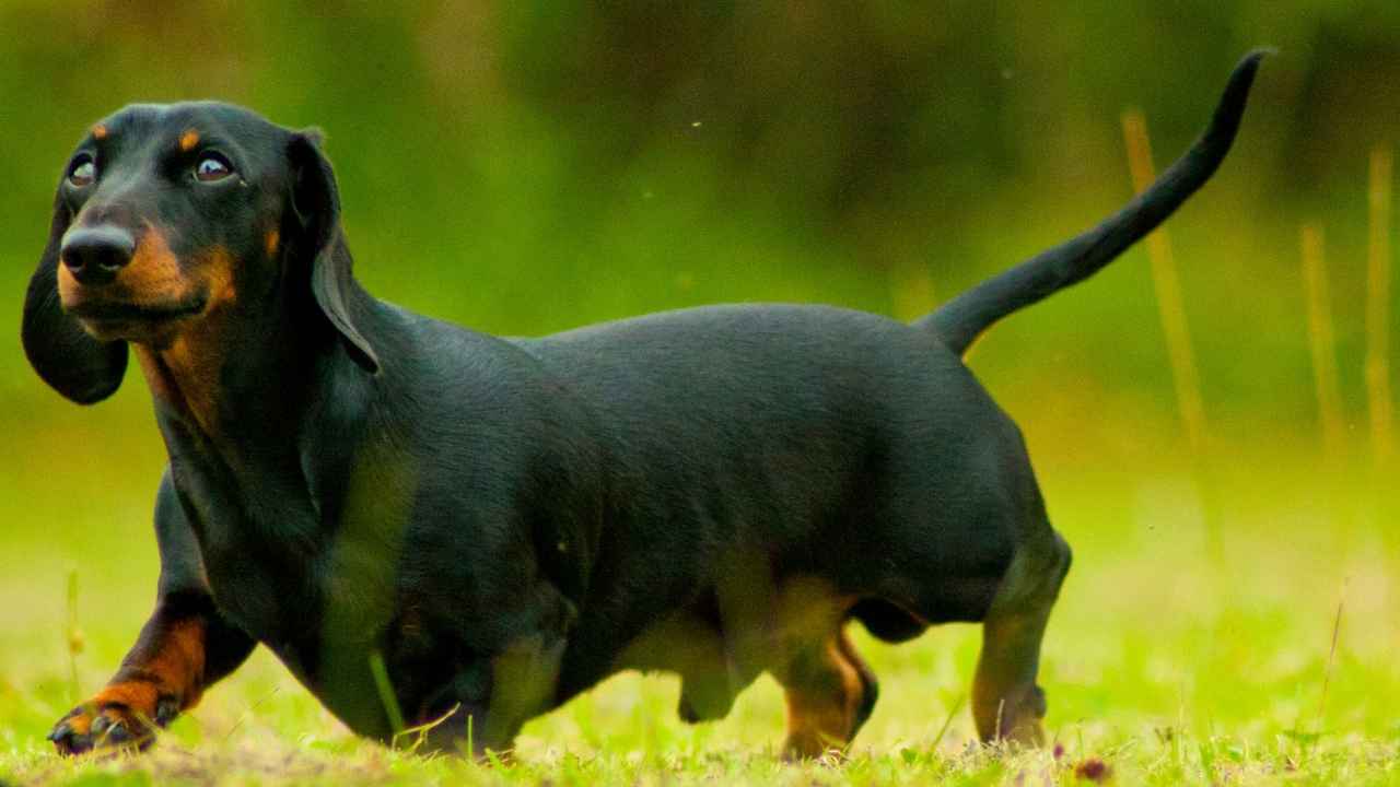 Dachshund