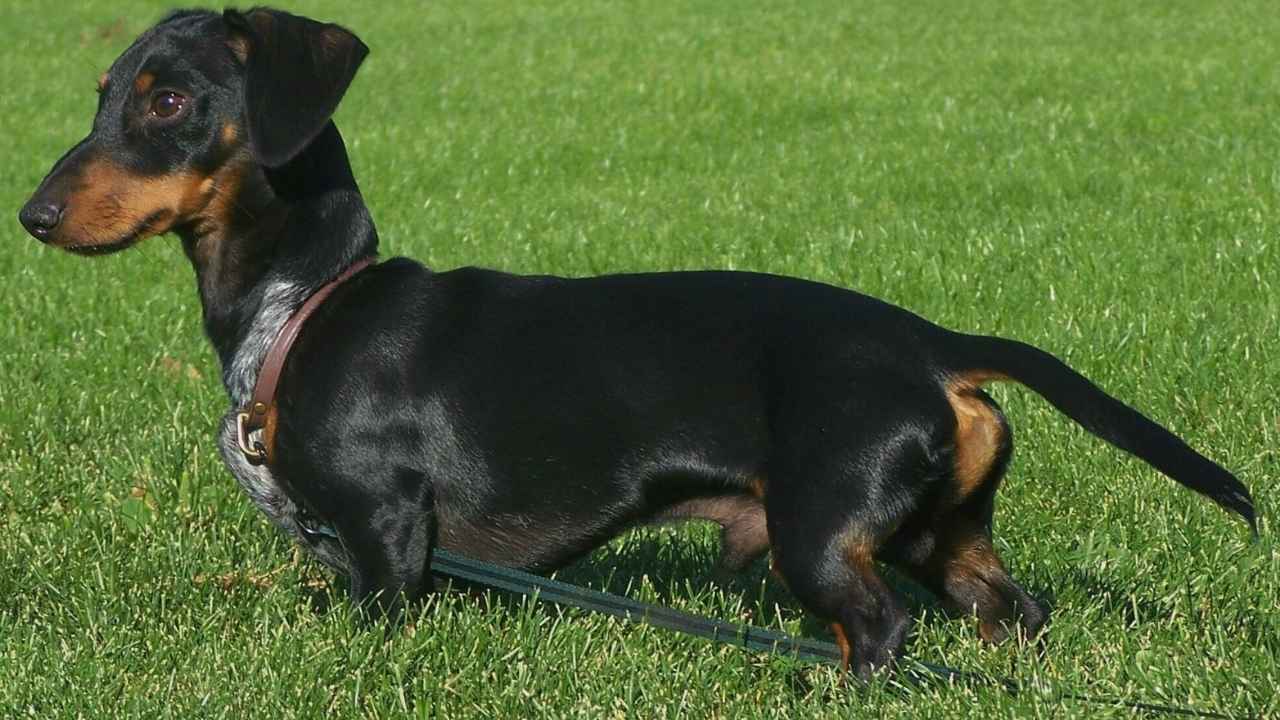 Dachshund