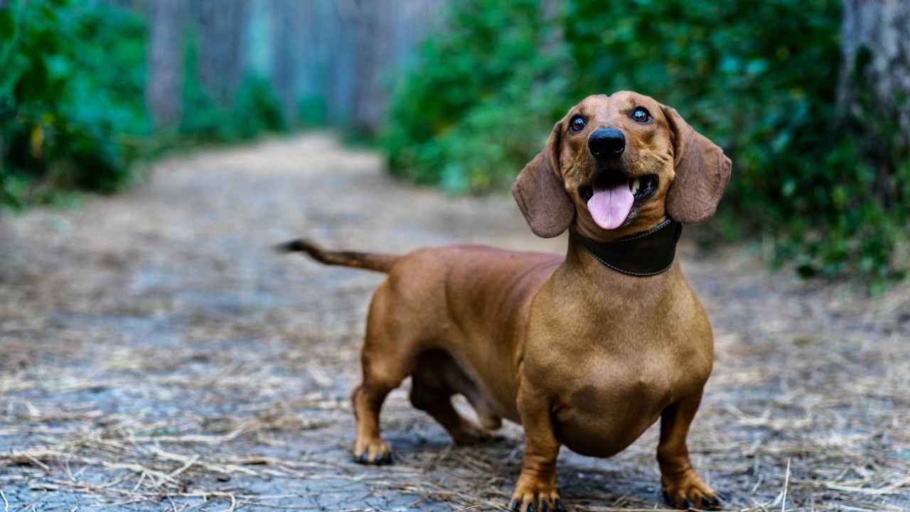 Dachshund