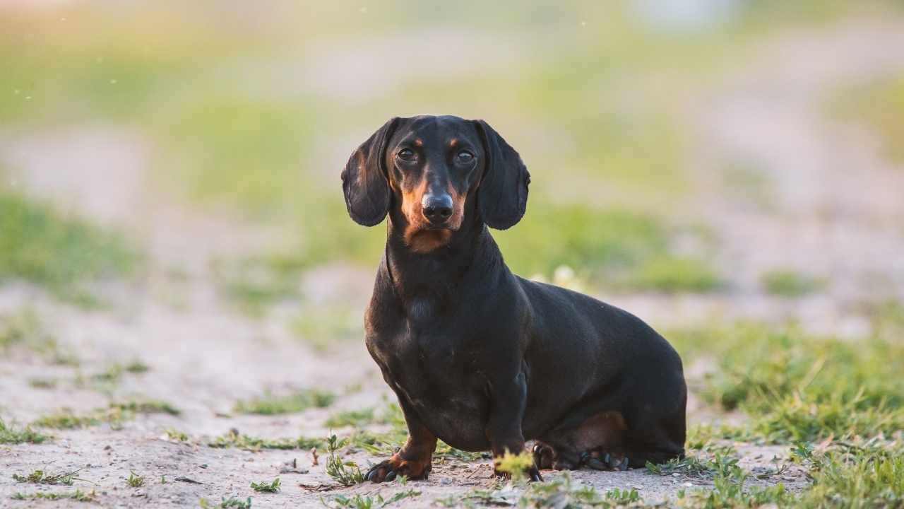 Dachshund