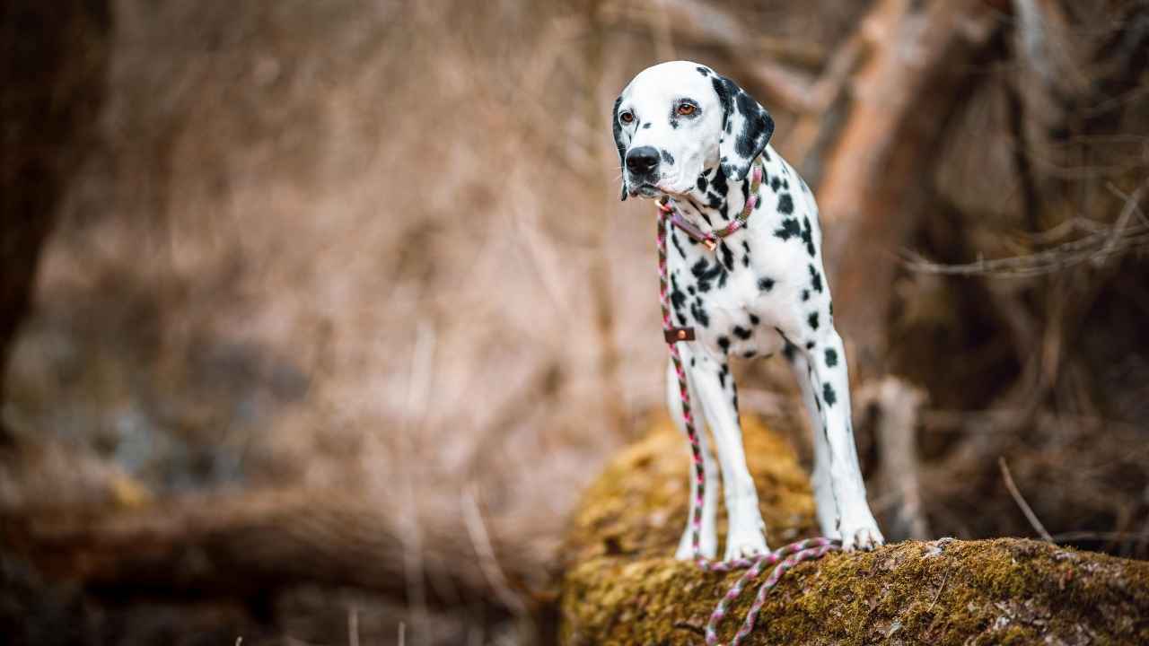 Dalmatian