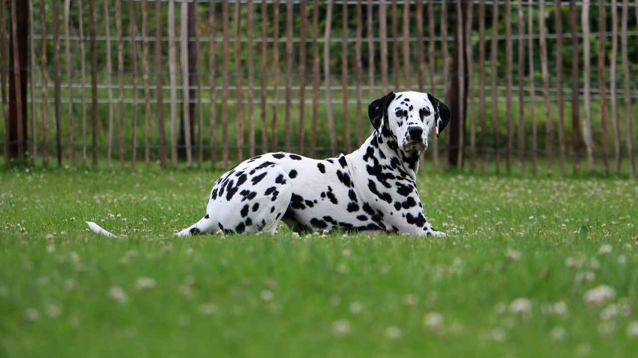 Dalmatian