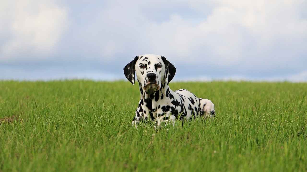 Dalmatian