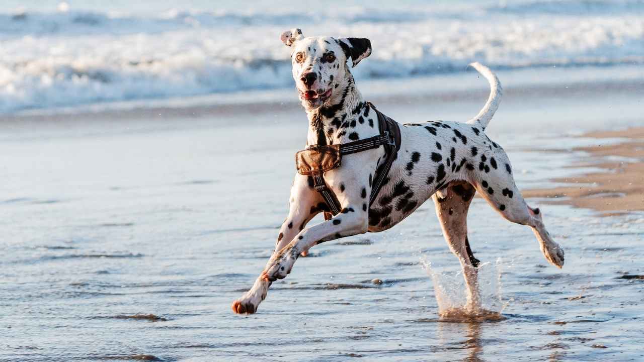 Dalmatian