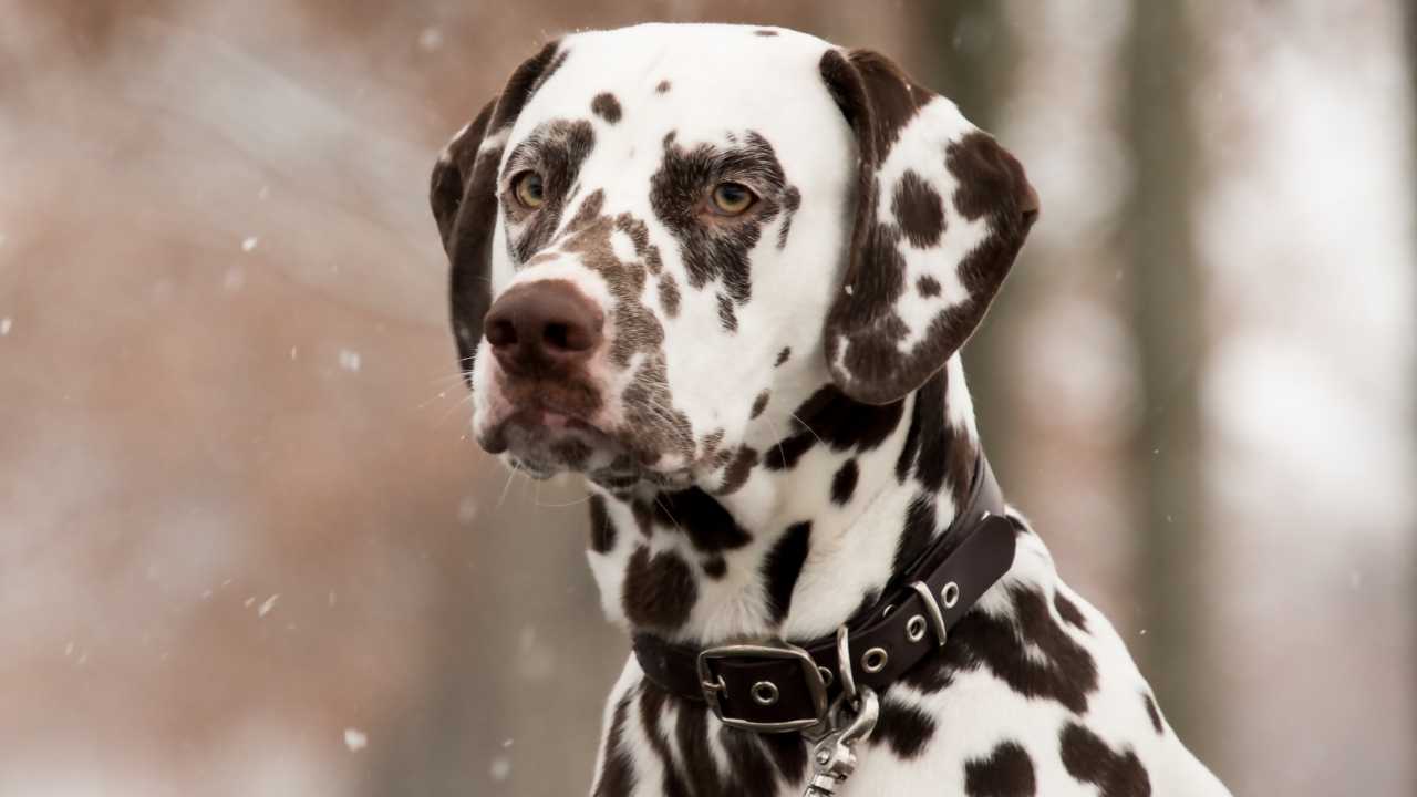 Dalmatian