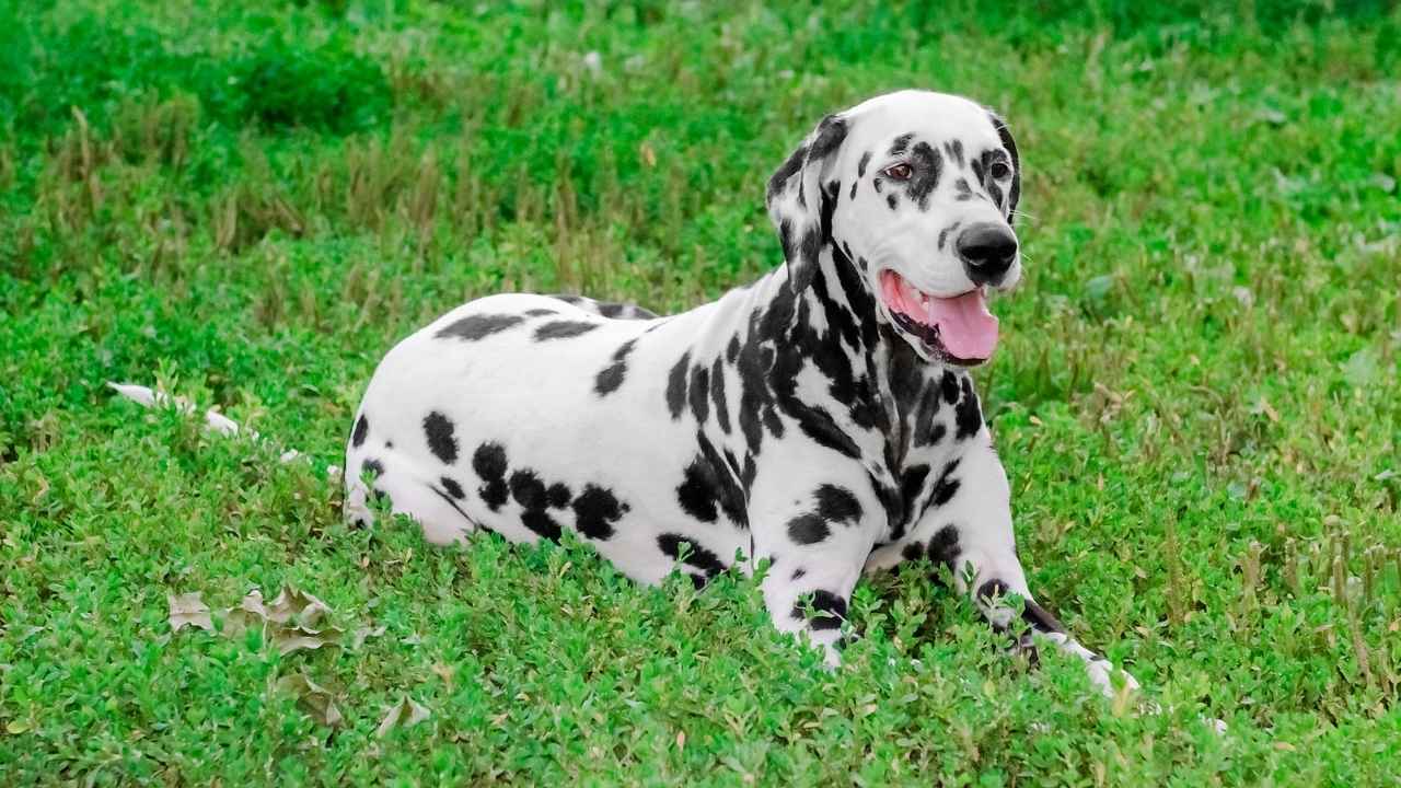 Dalmatian