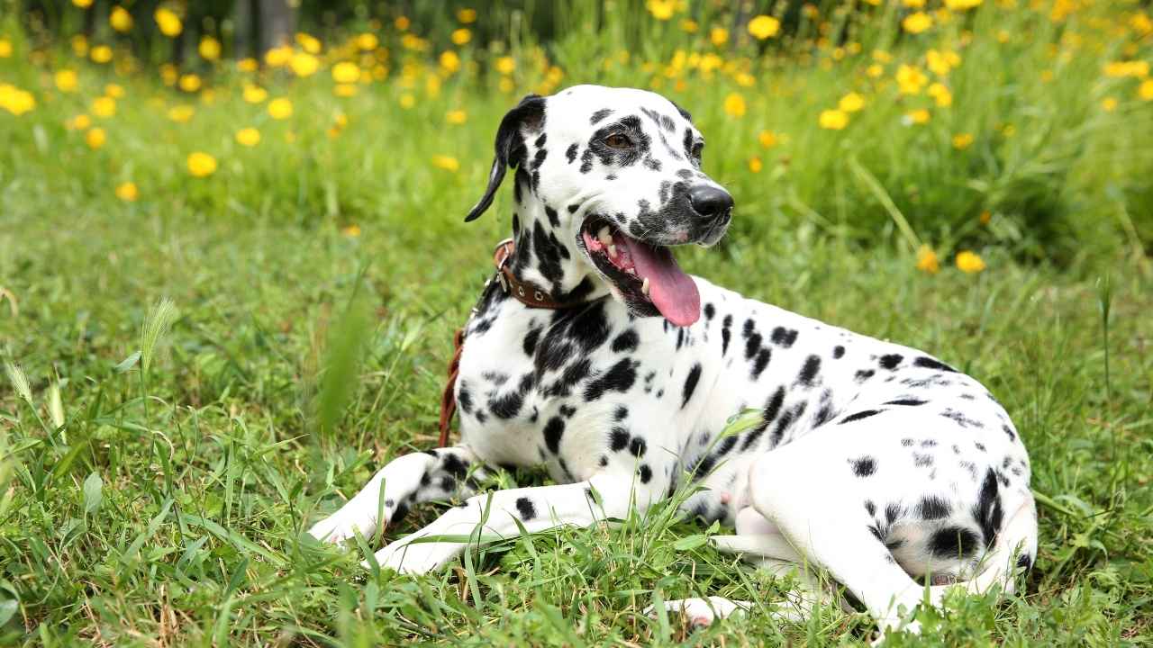 Dalmatian