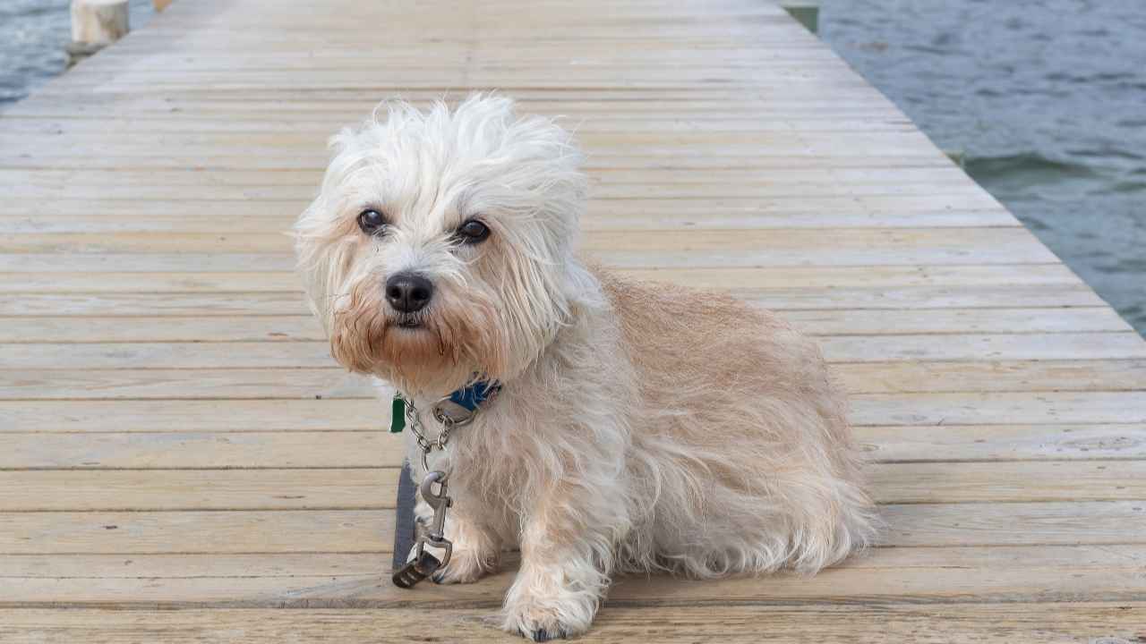 Dandie Dinmont Terrier