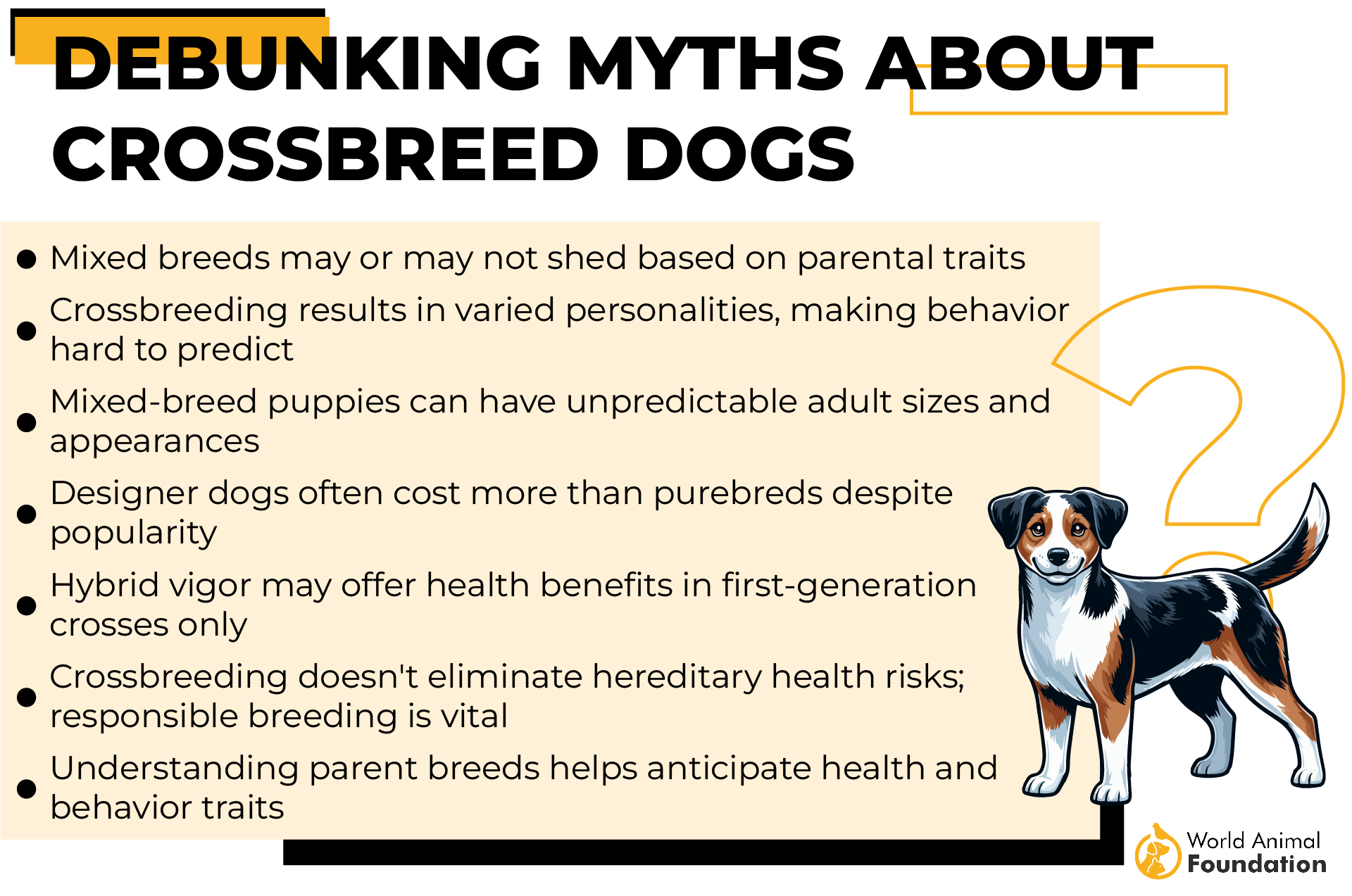 Debunking Myths About Crossbreed Dogs-01