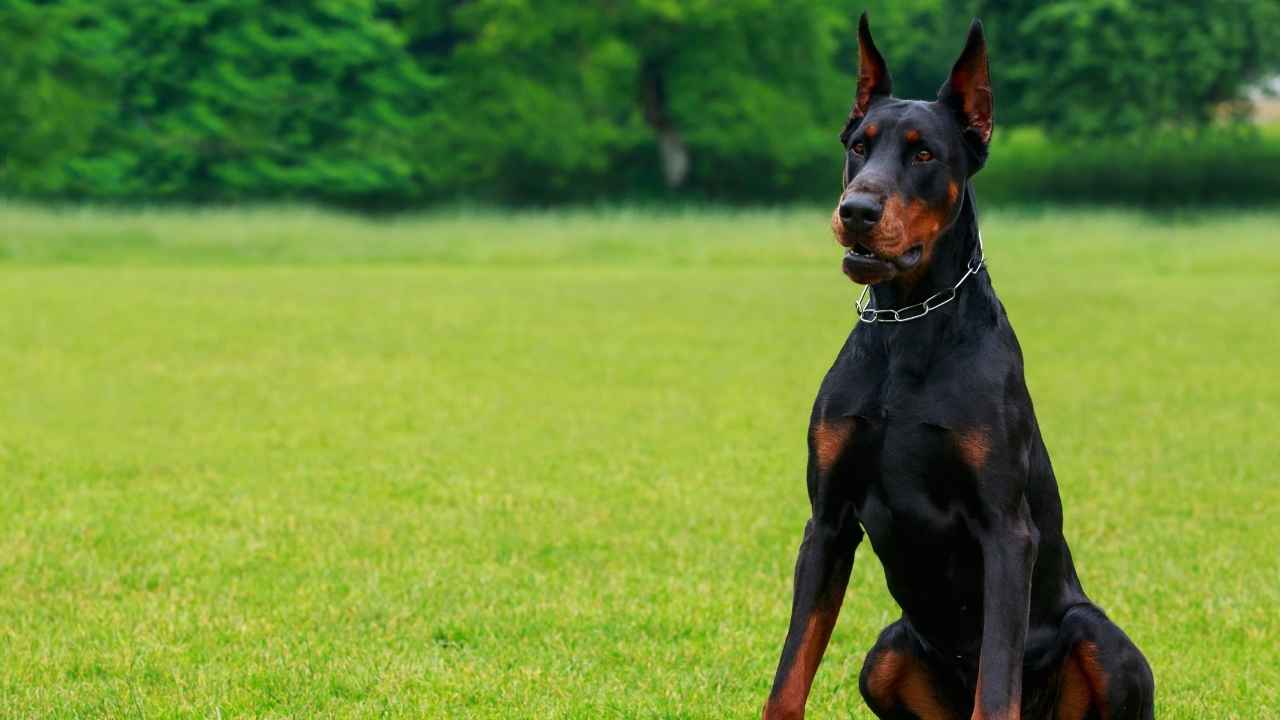 Doberman Pinscher