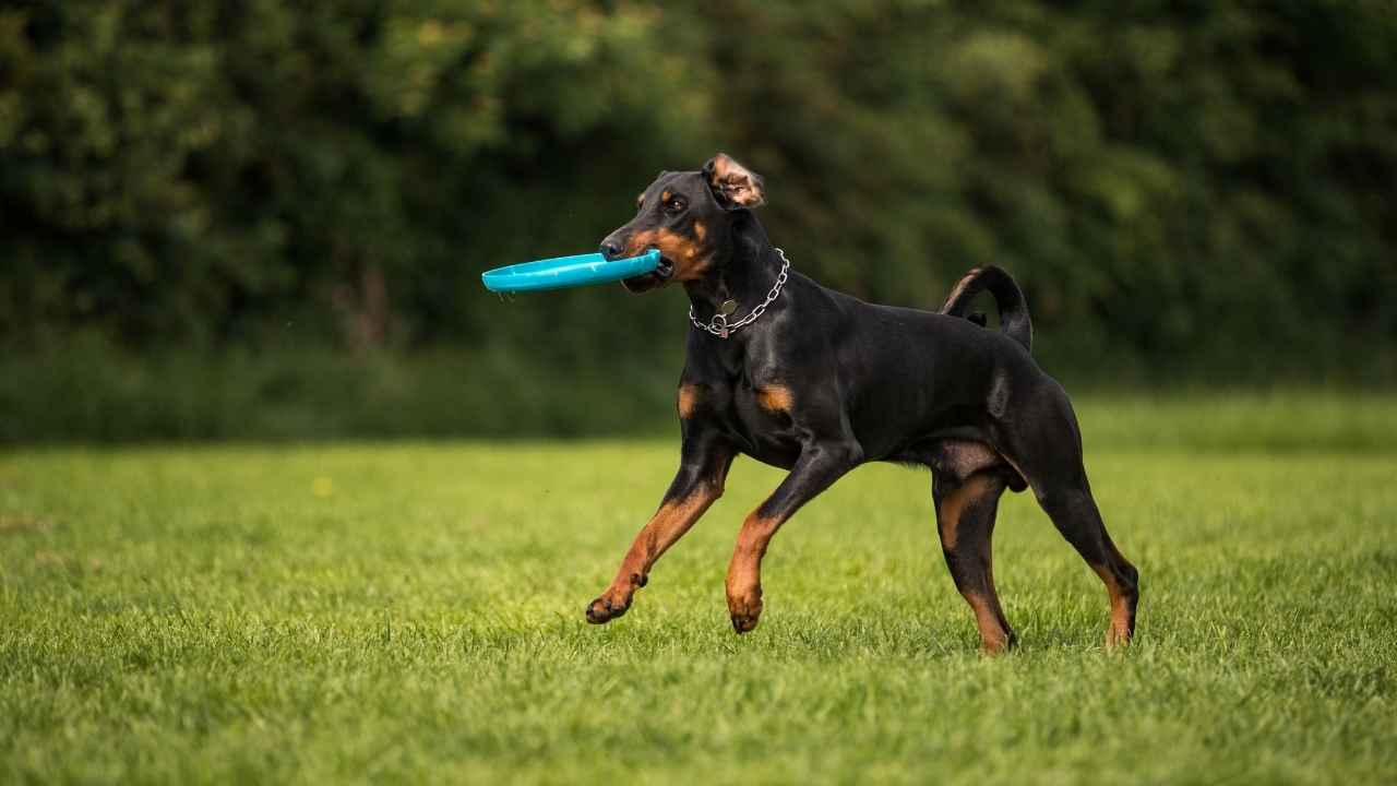 Doberman Pinscher