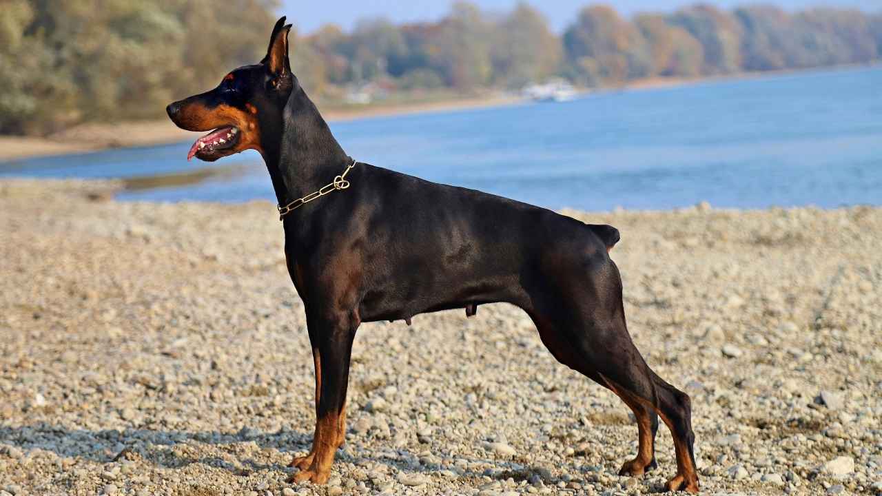 Doberman Pinscher