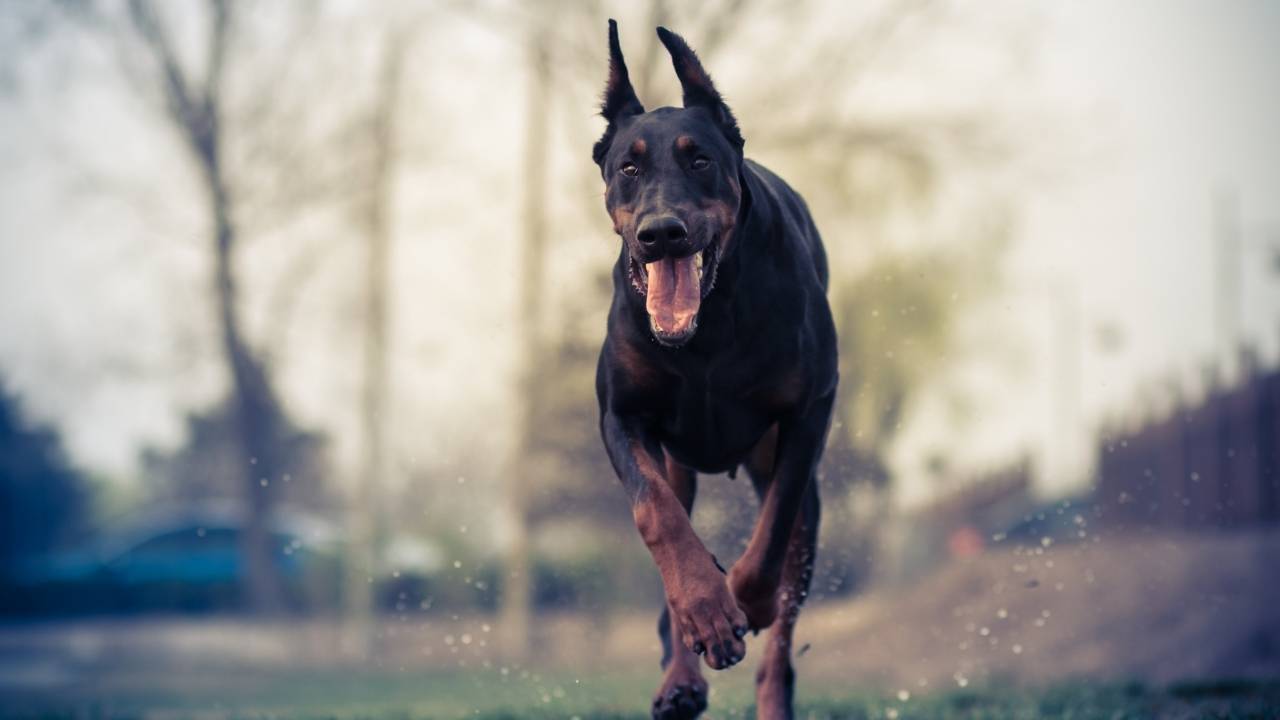 Doberman Pinscher