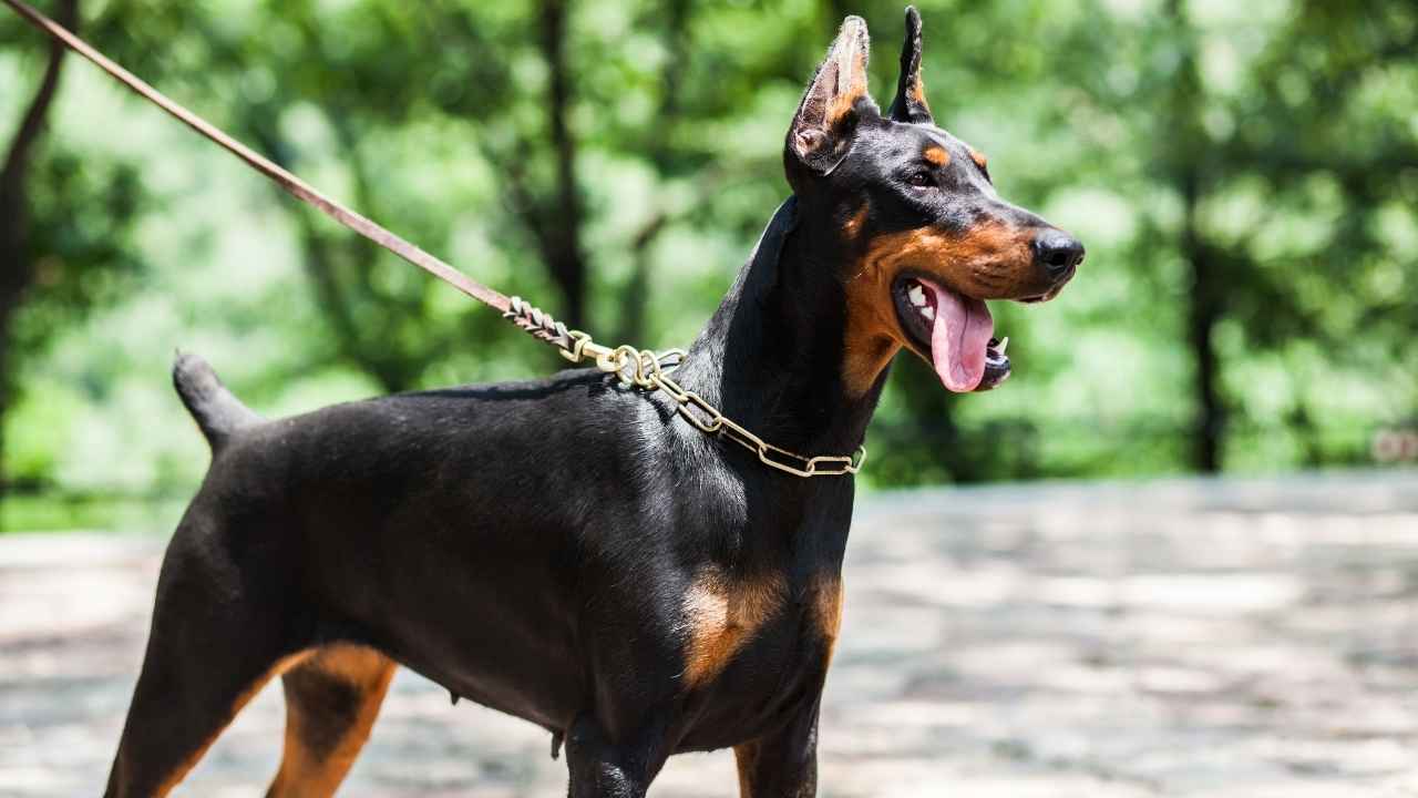 Doberman Pinscher