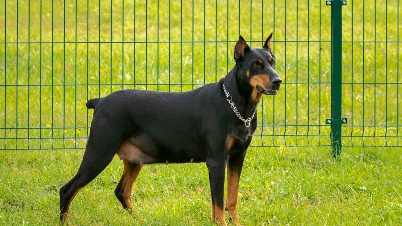 Doberman Pinscher