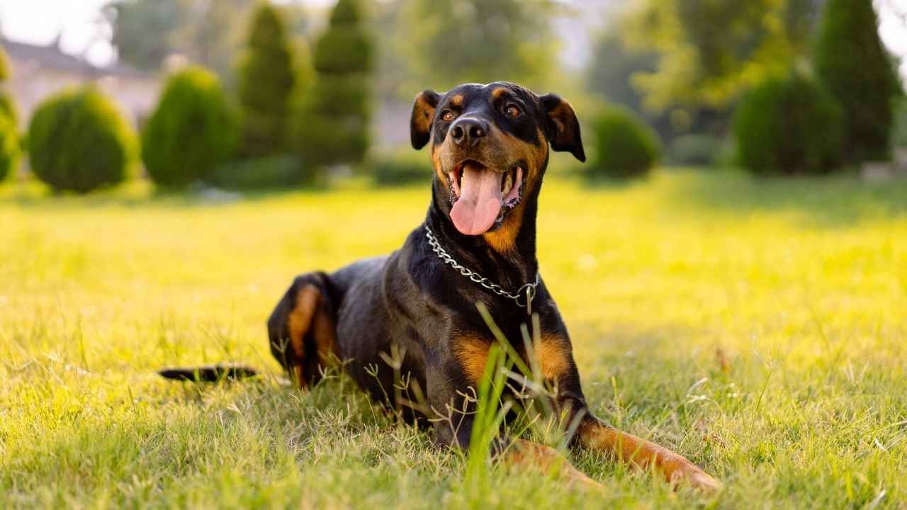 Doberman Pinscher