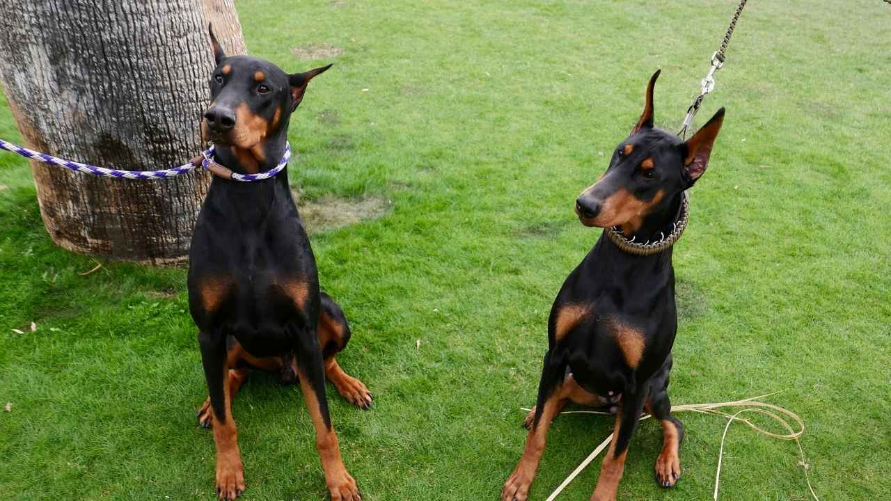 Doberman Pinscher