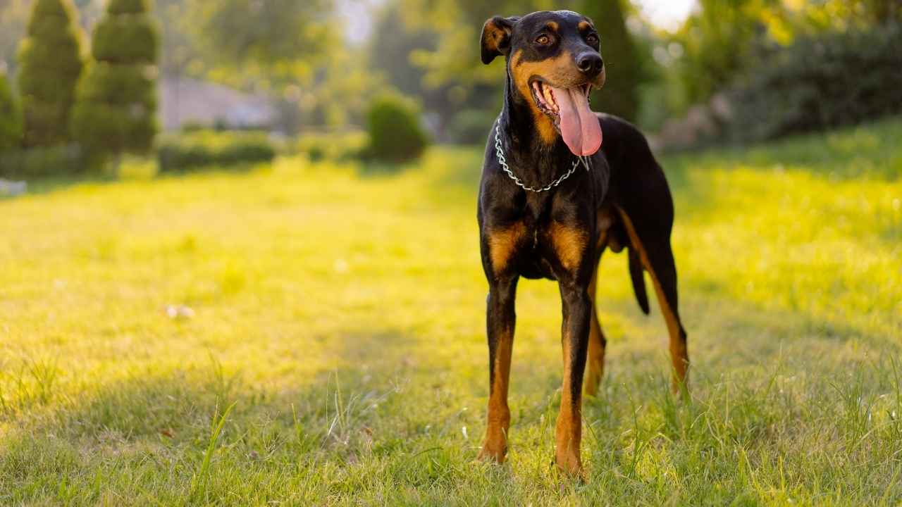 Doberman Pinscher