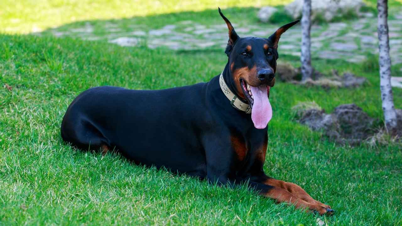 Doberman Pinscher