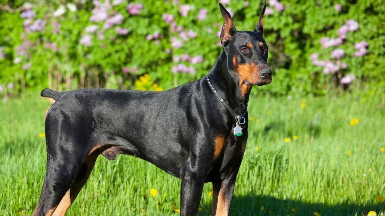 Doberman Pinscher