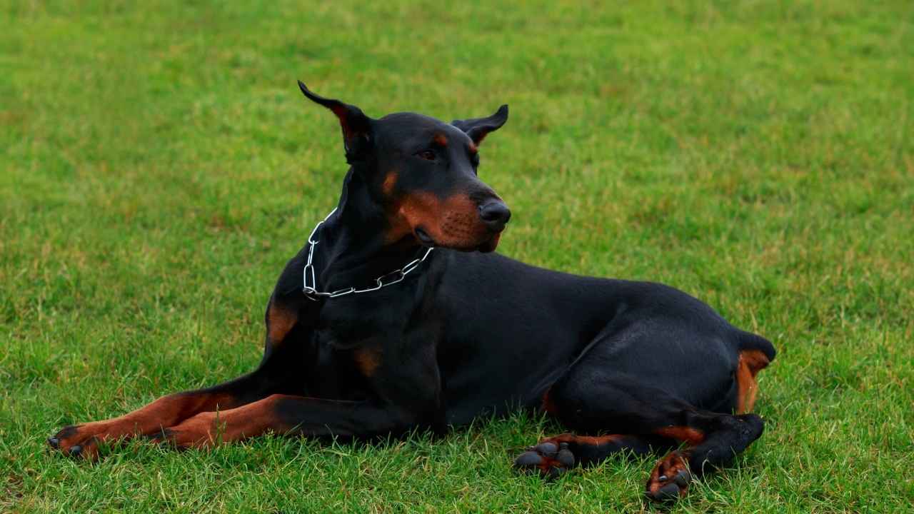 Doberman Pinscher