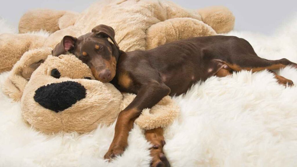 Doberman resting