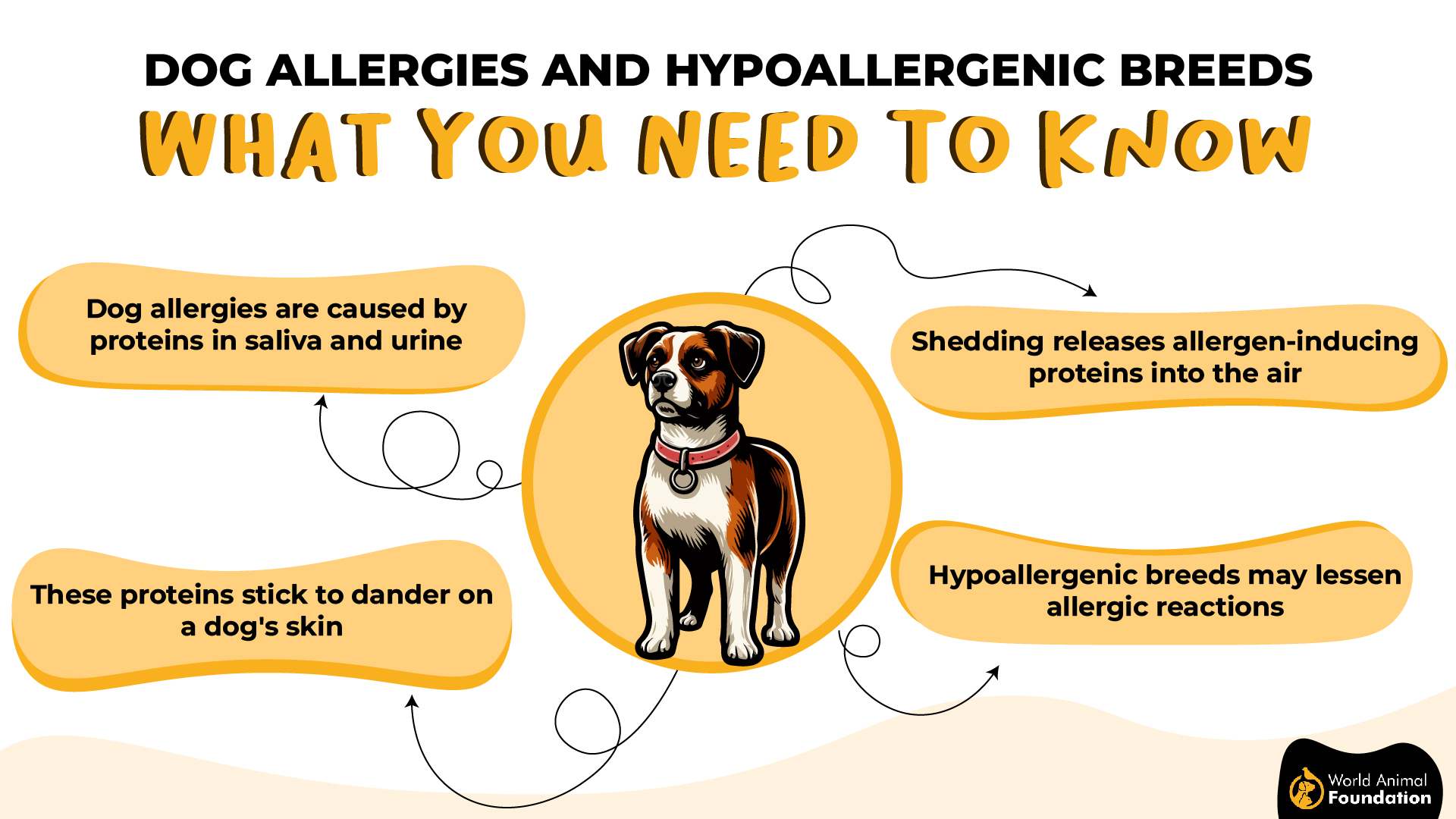 Dog Allergies and Hypoallergenic Breeds-01