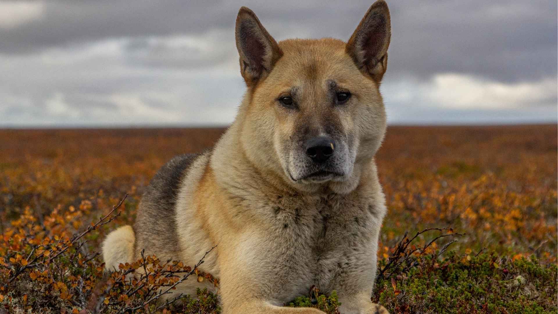 Dog Breeds Known for Bravery