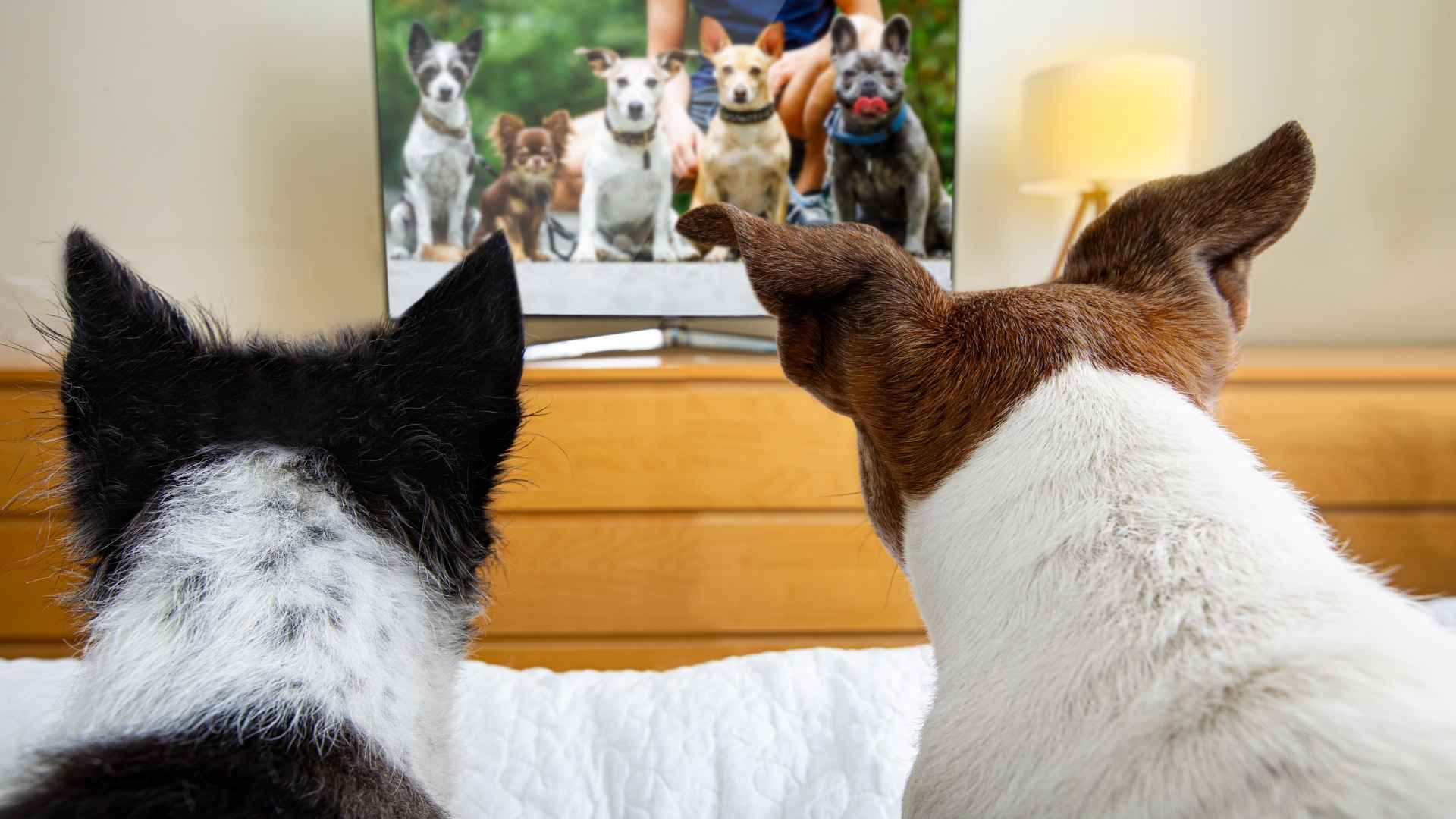 Dog Breeds Most Likely To Watch TV