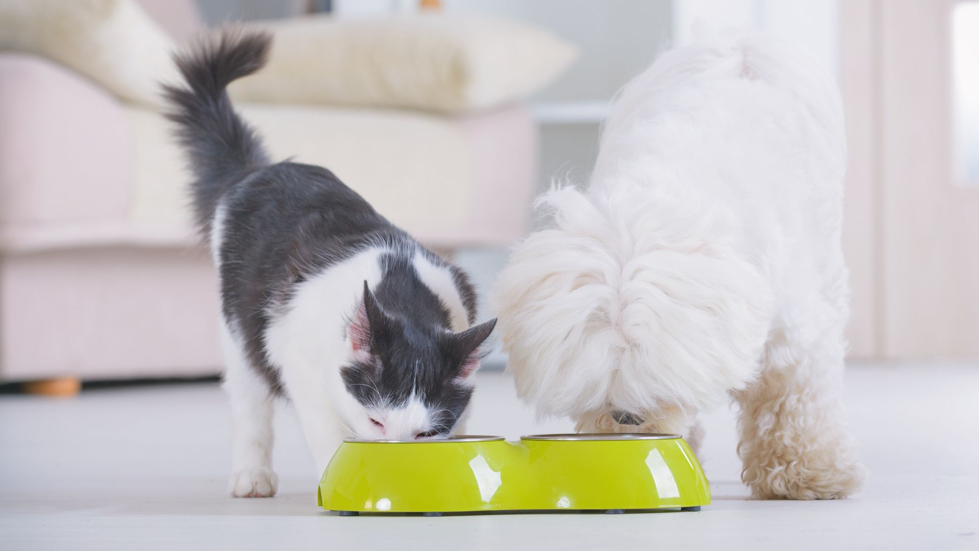 Dog Breeds Most Likely to Be Caught Eating the Cats Food