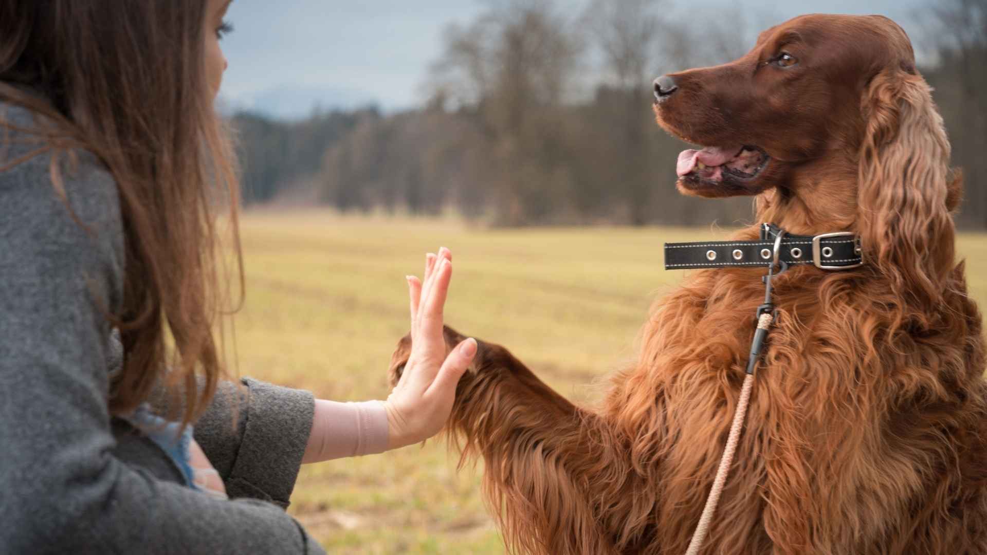 Dog Breeds Most Likely to Outsmart Their Owners