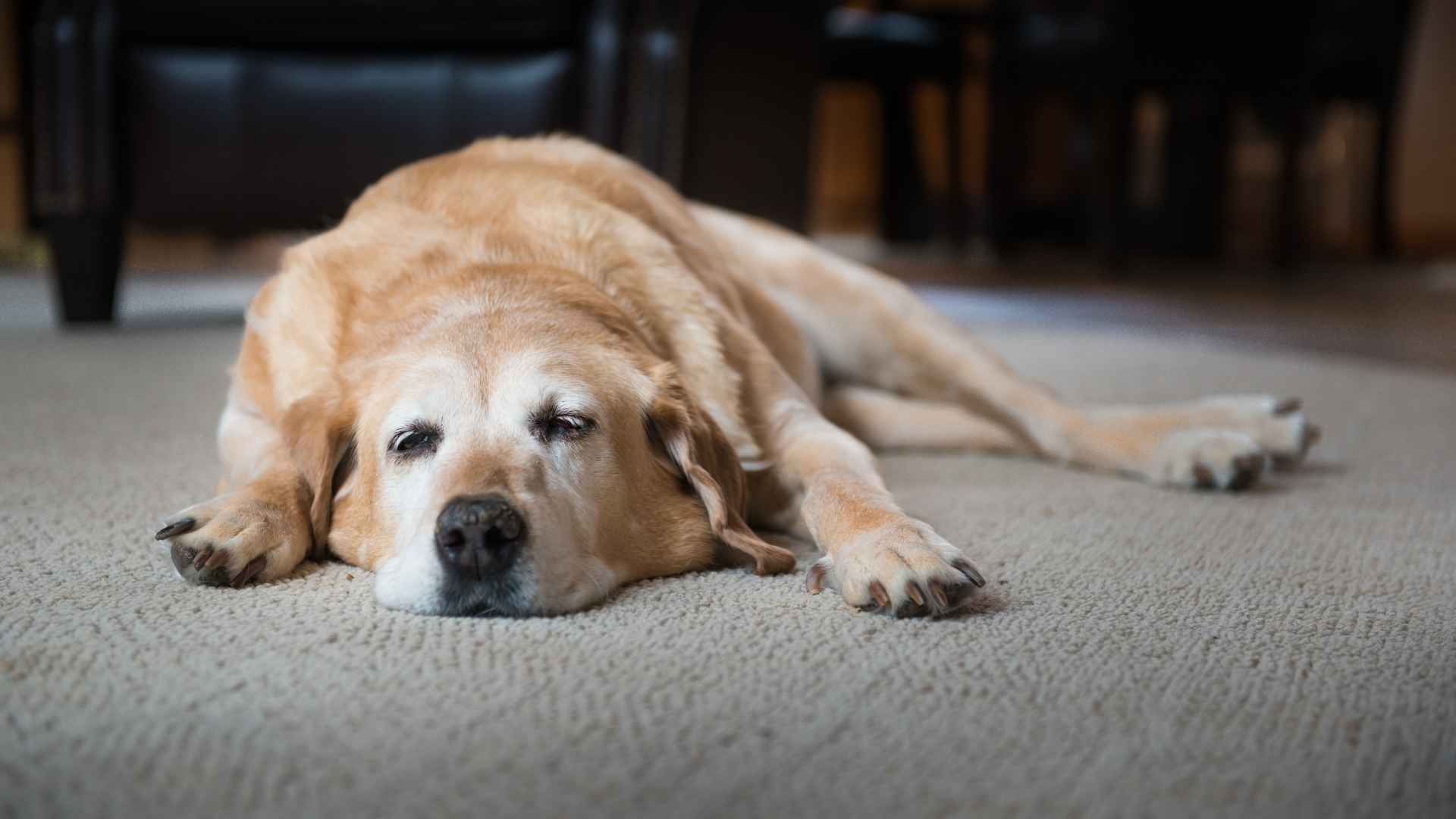 Dog Breeds Most Sensitive to Wildfire Smoke