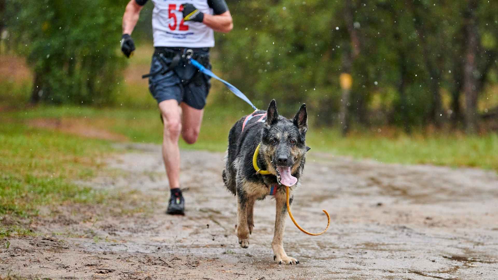 Dog Breeds Perfect for Athletes