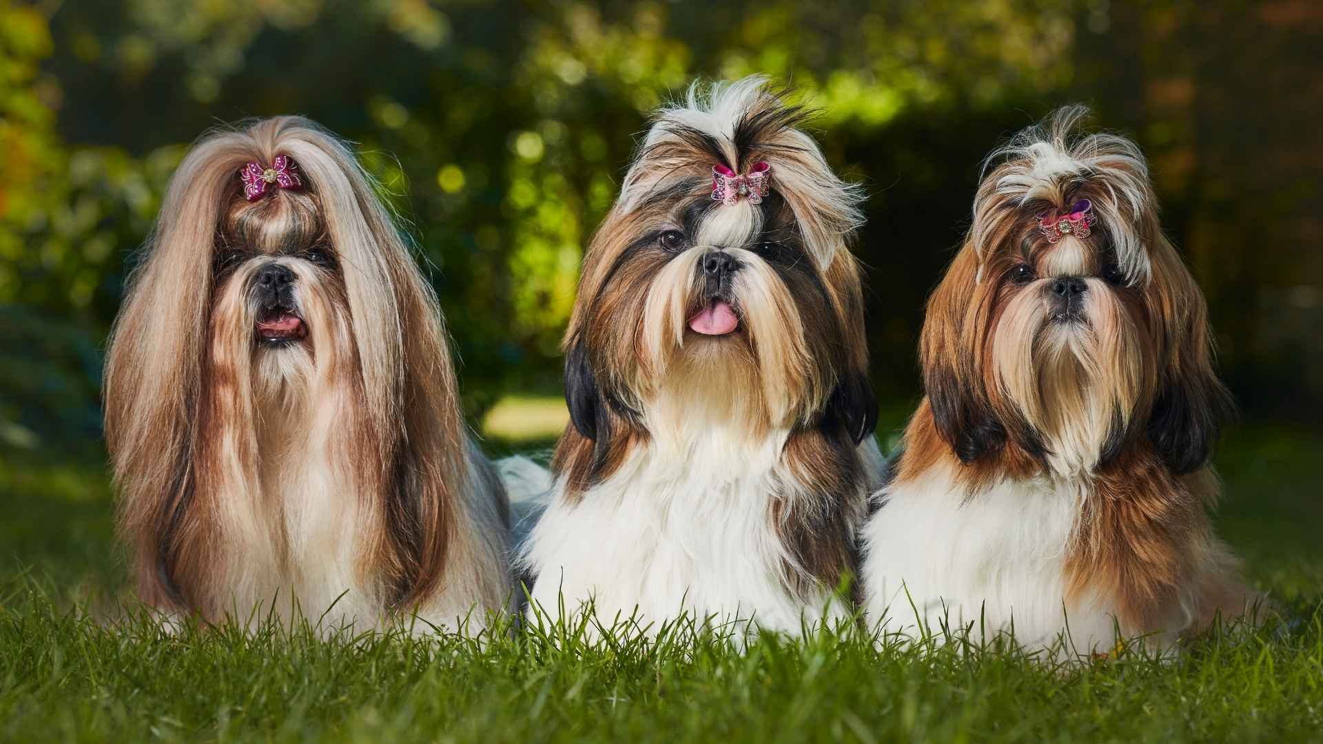 Dog Breeds That Are Considered to Bring Good Luck